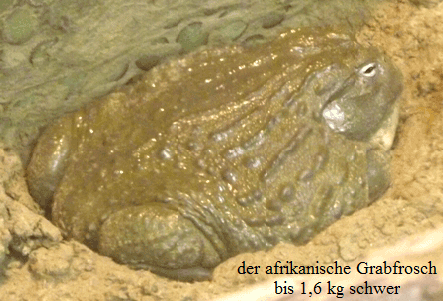 der afrikanische Grabfrosch
bis 1,6 kg schwer