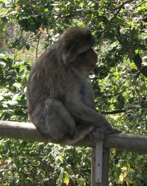 Urlaub-2010-Wildpark_Daun-02