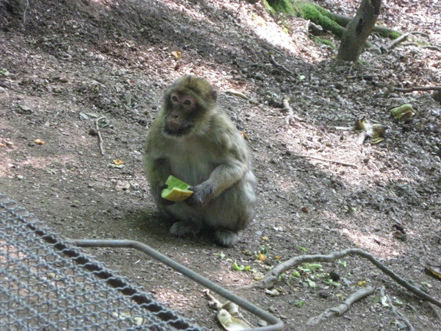 Urlaub-2010-Wildpark_Daun-03