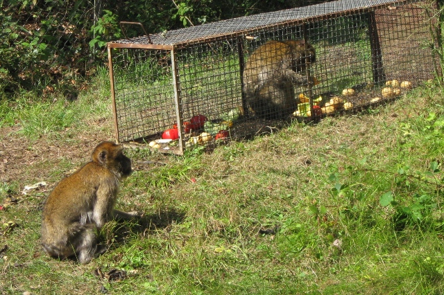 Urlaub-2010-Wildpark_Daun-04