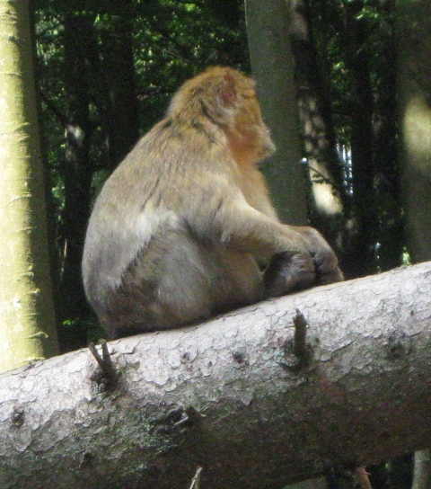 Urlaub-2010-Wildpark_Daun-05