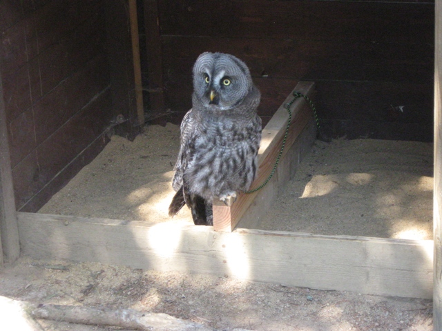 Urlaub-2010-Wildpark_Daun-32