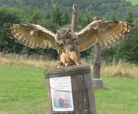 Urlaub-2010-Wildpark_Daun-37