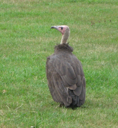 Urlaub-2010-Wildpark_Daun-38