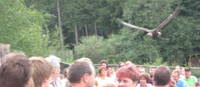 Urlaub-2010-Wildpark_Daun-39