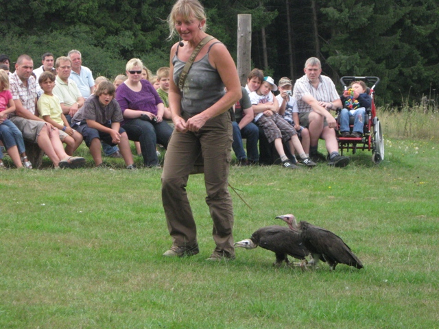 Urlaub-2010-Wildpark_Daun-40