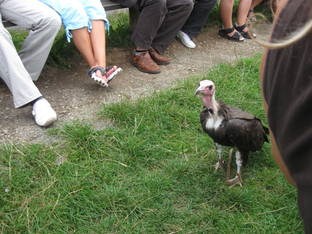 Urlaub-2010-Wildpark_Daun-41