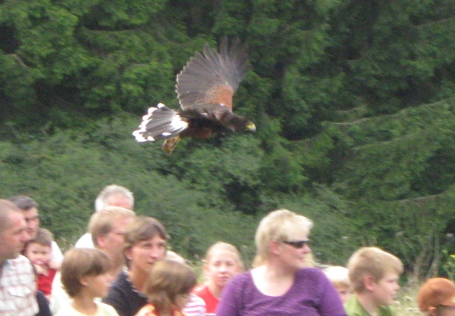 Urlaub-2010-Wildpark_Daun-42