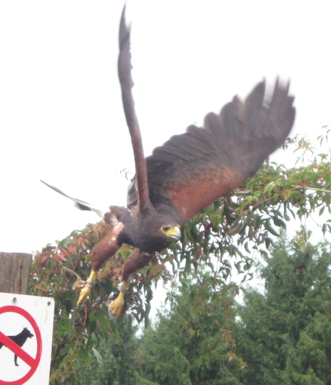 Urlaub-2010-Wildpark_Daun-43