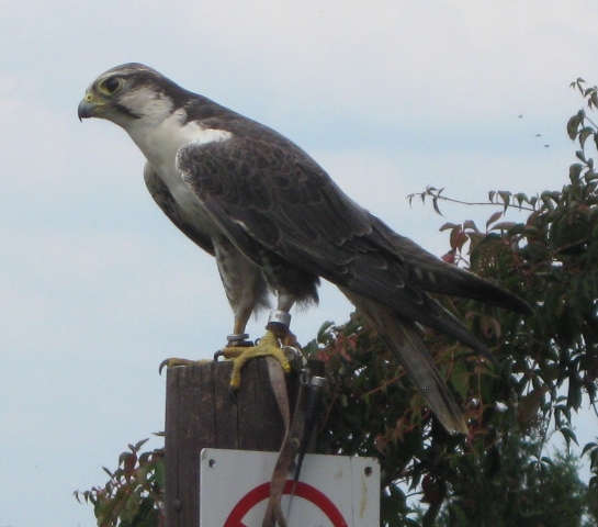 Urlaub-2010-Wildpark_Daun-44