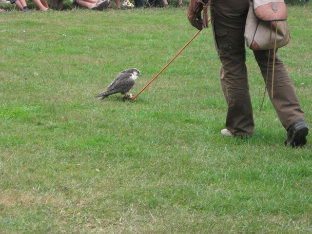 Urlaub-2010-Wildpark_Daun-46