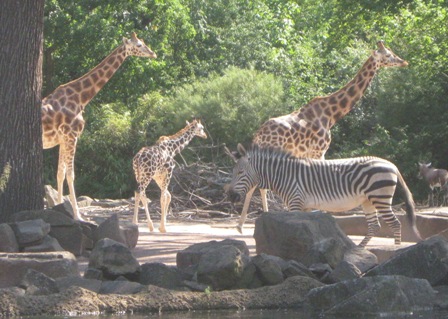 urlaub-2009-hameln-hannover-008