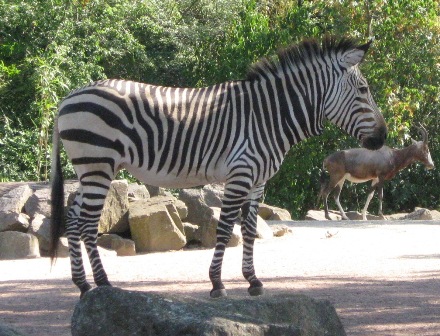 urlaub-2009-hameln-hannover-009