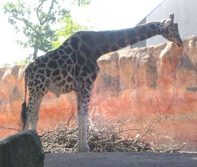 urlaub-2009-hameln-hannover-013