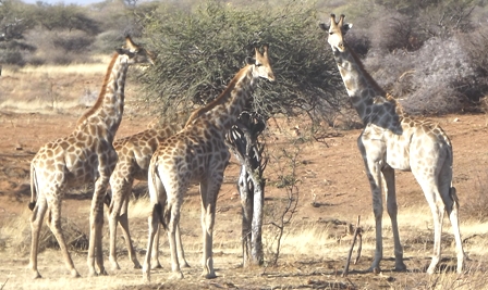 Urlaub-2012-Namibia-013