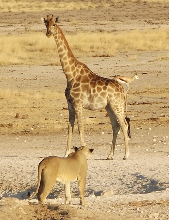 Urlaub-2012-Namibia-053