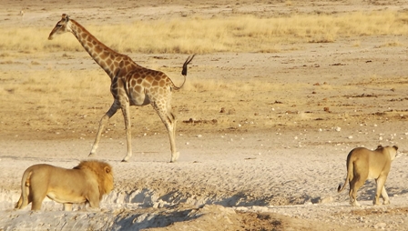 Urlaub-2012-Namibia-054