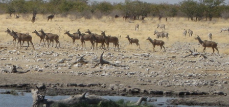 Urlaub-2012-Namibia-096