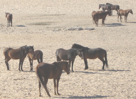 Urlaub-2012-Namibia-377