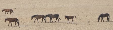 Urlaub-2012-Namibia-379