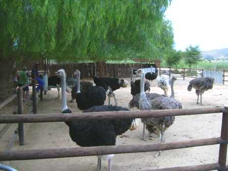 urlaub-2006-suedafrika-037