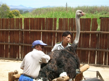 urlaub-2006-suedafrika-038