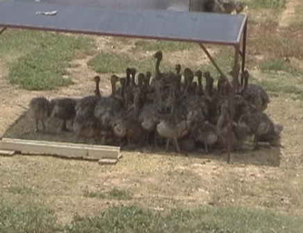 urlaub-2006-suedafrika-040