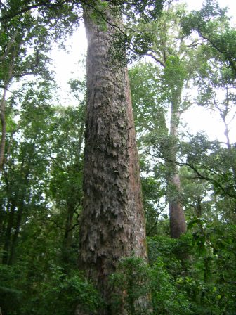 urlaub-2006-suedafrika-058