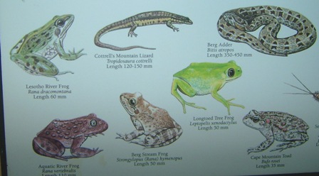 urlaub-2006-suedafrika-076