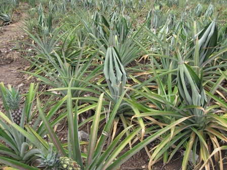 Urlaub-2011-Thailand-226