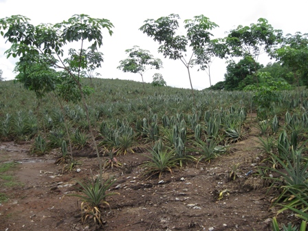 Urlaub-2011-Thailand-227