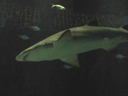 urlaub-2004-eastcoast-florida-053