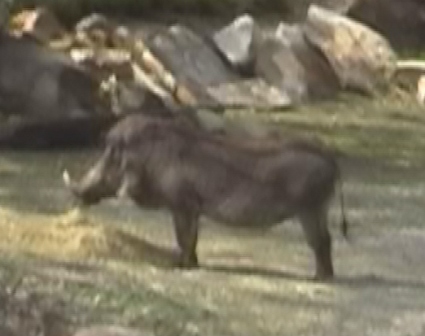 urlaub-2004-eastcoast-florida-063