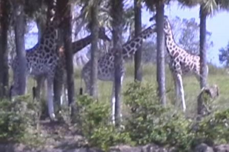 urlaub-2004-eastcoast-florida-066